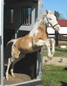 Flash's Champagne 'Phantom' as a wee one. Cutest baby pic ever. Tennessee Walking Horse, Spotted Saddle Horse, Spotted Mountain Horse.