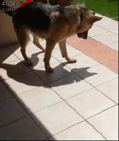 And this dog who’s probably still fighting this valiant fight with this villainous shadow. | The 47 Absolute Greatest Dog GIFs Of 2013