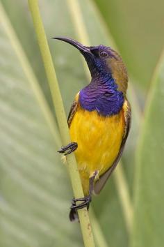 Olive-backed Sunbird