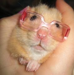 Cute Hamster lol!!!