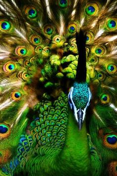 Gorgeous Peacock