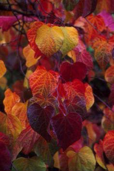 autumns colors