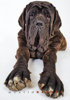 Neapolitan Mastiff dog by Martin Harvey Photography -