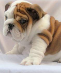 Top 5 Most Adorable Puppies you have ever seen | Pic#01