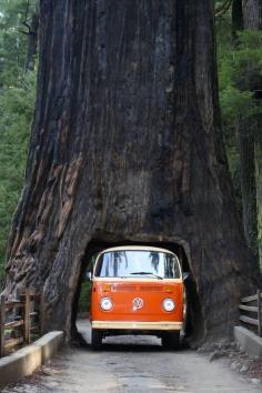 @Diana Cossairt ~It Works! Global wrapmedicoss.myit...  Sequoia National Park California