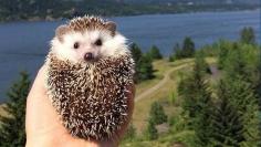 BIddy the Traveling Hedgehog Instagram photo