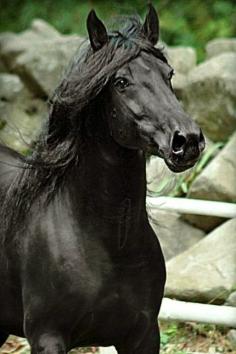 Murgese stallion, Adone. photo: Valeria Bonelli.