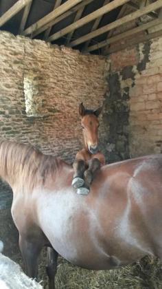 Hey, welcome to The BARN! Can I start you off with anything, Hay float, Grain milkshake, Grass salad?