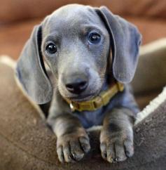 Blue/gray dachshund. So cute!