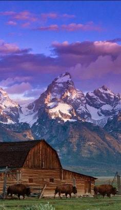 Bison at Grand Teton National Park in Wyoming • photo: Matthew Potter on Global Bhasin