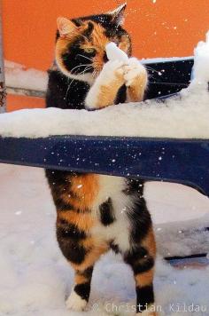 cat puzzled by snowball