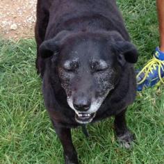 Happy Ending For Senior Dog Who Walked 30 Miles Home Only To Be Turned Away