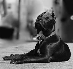 Black Pitbull  What a sweet face