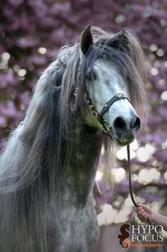 Ridiculously gorgeous equine