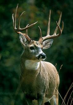 Giant Whitetail Bucks | Field & Stream