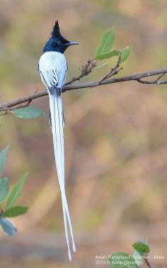 Asian Paradise Flycatcher Male