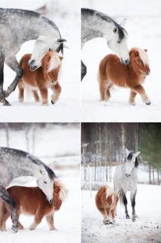 Adorable! Horses