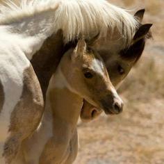 Very beautiful mare and foal.!