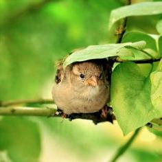 Shelter from the Rain