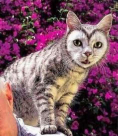 5 Pets with strange and Amazing Markings | Pic#04