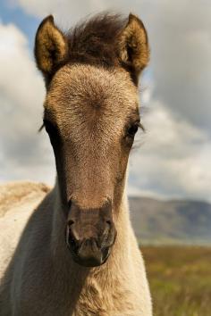 Pretty Horse Close-Up