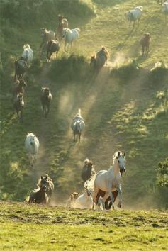 wild horses