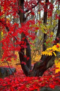 Crimson and Gold, New Hampshire, posted via bluepueblo.tumblr...