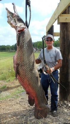 Crawford grabbed his recurve fishing bow, drew back on the 45-pound bowstring and let loose an arrow that hit the fish and raced across the lake, pulling the aquatic archer into the water headfirst. Crawford won the battle, and is seen here with his catch--a 300lb Alligator Gar.