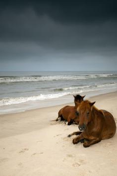 beach / horses