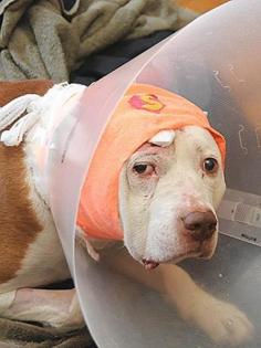 Pit Bull Saves His Owner's Life By Taking A Bullet To The Head - It has often been said that a dog is the ONLY animal that will give its life for that of its owner!