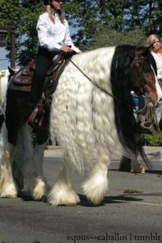 Gypsy and Clydesdale mix. What a beauty!