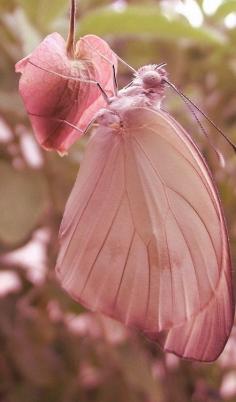 Beautiful Pink Butterfly