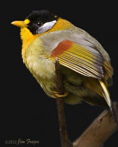 Silver-eared Mesia (by SARhounds)