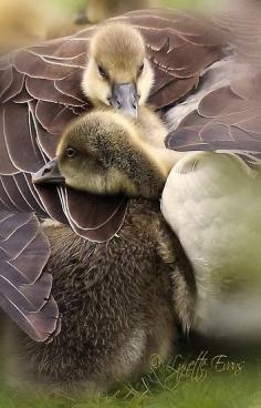 Cute little goslings cuddle up in mums feathers...