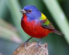 A Painted Bunting