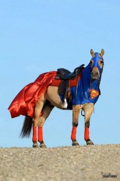 Super horse! Love this
