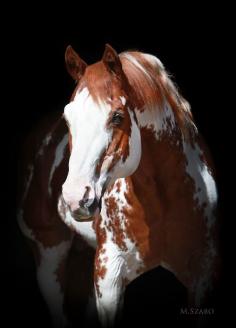 Sierra Supreme - 28 year old APHA Stallion