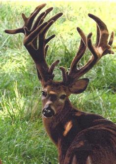 Monster Rack On Whitetail Buck Deer