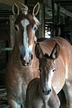 Draft mare with her pretty mule foal.