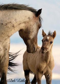 Stallion and Foal Wild Mustangs