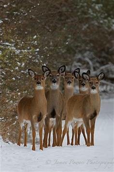 .Well.....I'm not sure, Alaina, if Big Ears or White Tail are in this picture. I haven't seen them for so long.