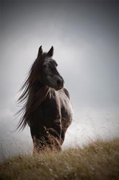 Equine art, horse photography, winter decor, silver gray, grey horse, dark grey, steel gray, various sizes