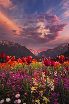 Sunset in Tulip Valley, Interlaken, Switzerland