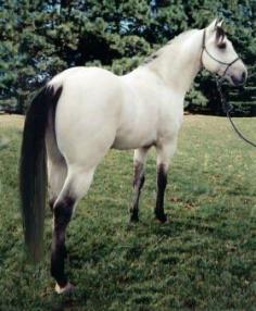 white horse with a black mane and tail