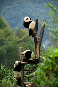 Pandas...because pretty much every pic of pandas just being pandas makes you smile
