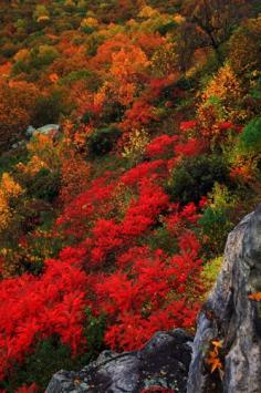 Gorgeous fall colors