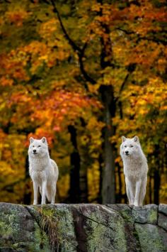 wolves