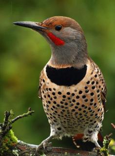 Northern Flicker - Vancouver, British Columbia