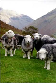 Miss Potter's beloved Herdwick sheep were probably introduced by Norse settlers between the 10th and 11th centuries during the Viking invasions. The husbandry of Herdwick sheep has been a large factor in shaping the culture and terrain of the Lake District in NW England. Beatrix Potter was involved with breeding Herdwicks, acting as president of the breed association for a time. She bequeathed fifteen farms to the National Trust, and per her instructions all continue to graze Herdwick flocks.