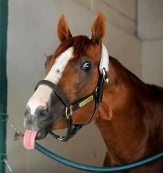 Kentucky and Preakness Winner 2014 California Chrome.